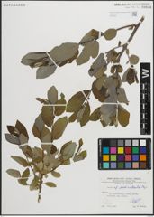Foto von Salix pedicellata Desf.